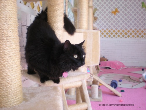 Advocat for black cats and KIN (kitties in need)
Smoky is the Founder and 