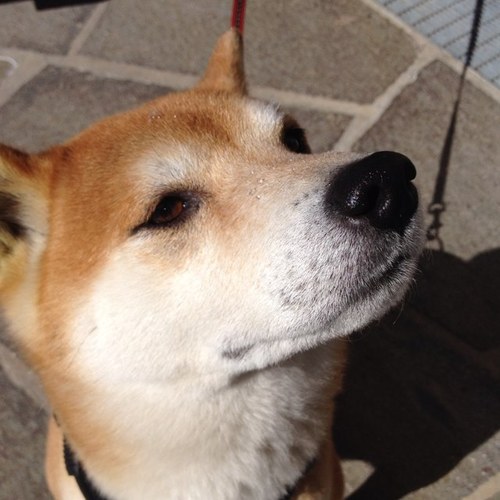 atiriplov's profile picture. 