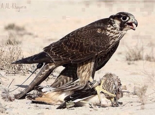 ‏‏‏ياليت ربي  بس حلل  لنا شي
 فتح القبور ومصافحة ساكنينه
ودي أضم ميت في داخلي حي 
 اللي عجزت انساه وانسى سنينه