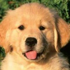 TurtleButtons's profile picture. I'm snarky and ridiculous, hilarious and passionate.  Just look at me.....