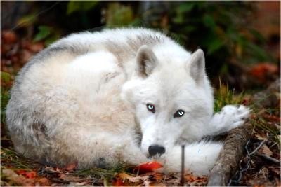 Michaellith's profile picture. L'ignorance crée la violence... Cela est tellement fascinant ...