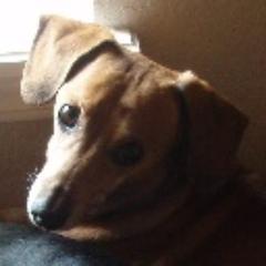 Committed to maintaining a comprehensive state-by-list of Dachshund rescues nationwide, as well as sharing the love for all things dog.