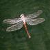 Rural Dragonfly (@ruraldragonfly) Twitter profile photo