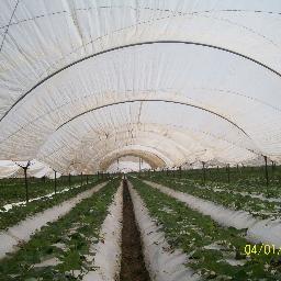 estudiante de la Universidad Autonoma Chapingo. especialidad en HORTICULTURA PROTEGIDA