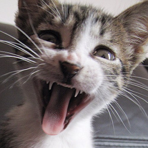 I'm a Cat. I do Cat stuff. Meow.