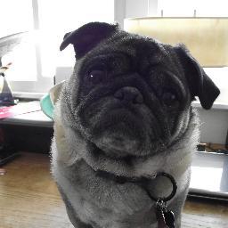 The_Puginator's profile picture. My interests include kibble, naps, barking, pooping, and the collected works of Gustav Klimt.