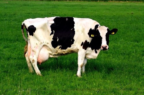 Nieuws bekeken van de Friese buitenkant