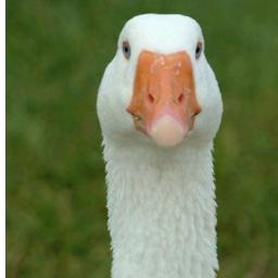 sheltopusik's profile picture. http://t.co/BgKHnbTXnX