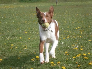 Ferguspup Profile Picture