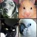 My Four Legged Kids (@myfourleggedkid) Twitter profile photo