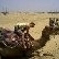 Vivig (@roxilianne) 's Twitter Profile