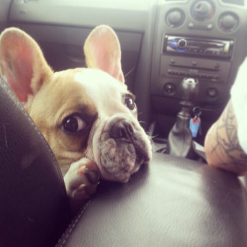 FrenchieAlbert's profile picture. My names Albert and I'm a male French Bulldog. I love destroying things!