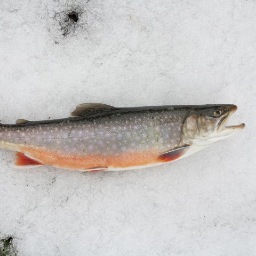 Der Blog für Salmonidenfischer