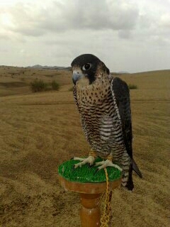 AlshoumerCom's profile picture. 