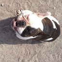 Daisy Murdock - @DaisyDawgie - Twitter