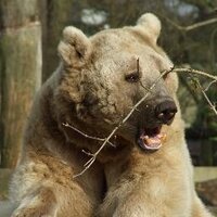 Markus (@germanstudent) Twitter profile photo