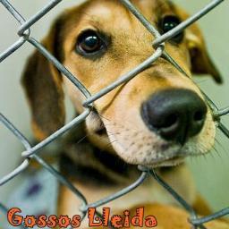 Denunciem públicament el lamentable estat en que es troben els animals de la canera de Lleida.