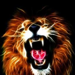 Animal lover/advocate armchair conservationist interested in the World animals music reading  etc