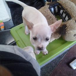 LIVING AND LOVING ORANGEBURG SUPPORT OUR LOCAL SPCA