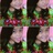 Alya Muthiah Dewi