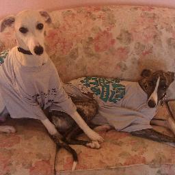 Whippet lover, runner, camper, retired nursing instructor