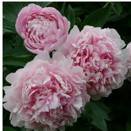 ann_blackwood's profile picture. In need of a Double Lung Transplant. Please click the link below to donate if you can but if you can't then prayers are always needed. Thank you and God Bless.