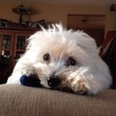 Nina McGee - @nmmcgee - Twitter