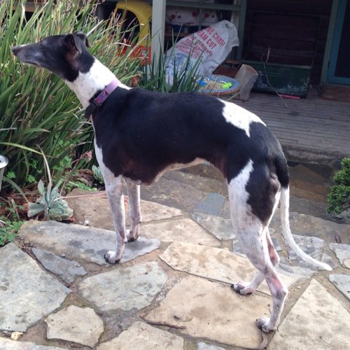 I'm Princess Poppy, a 7 yr old Whippet, bunny and possum chaser, couch hog, fire dog and cute as ...