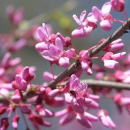 The Indy Redbud Project is a community identity + environment proposal that will over time help to unify the Mapleton Fall Creek neighborhood.