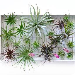 Josh Rosen, passionate horticulturalist, landscape architect, and founder of Airplantman Designs.