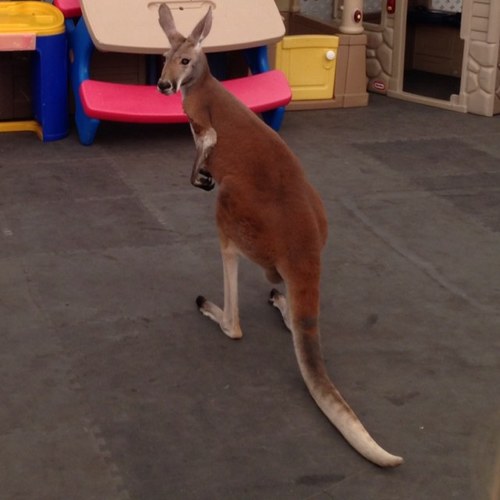 da_bulley's profile picture. 