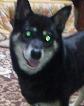 coccomaldini Profile Picture