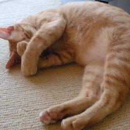 キャットシッターねこの木は福岡の猫専門のシッターです。ちゃとらのモカ、むぎわらのめいとの暮らしに、きじしろのみるが乱入！
