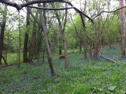 WoodlandsHerd's profile picture. Rare breed ( mostly!) smallholder on a very steep learning curve!