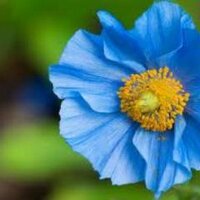 manmensulai (@manmensulai) 's Twitter Profile