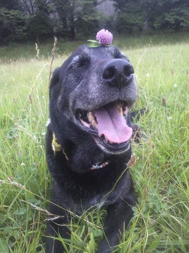 tubuan428's profile picture. 中の人などいないのです。