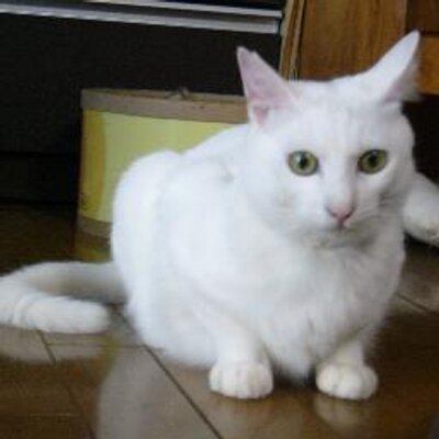 榊原 蓮 Medvedev426 Twitter 榊原 蓮 Medvedev426 Twitter