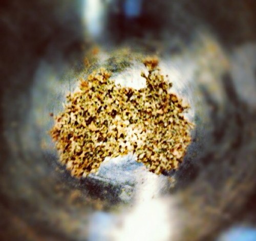 herbofthegods's profile picture. Spokesperson & Connoisseur