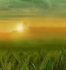 🌻🌼But they still remember the daffodils🌼 🌻. عرّفي باسمك الكامل عند مراسلتي