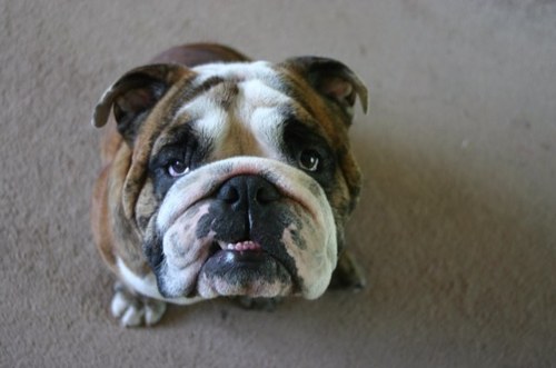 twistnumber5's profile picture. 自公政権が終るまでは死にたくないと思つている爺いですが、何か？