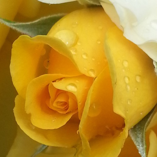 JodiLeeTate's profile picture. 