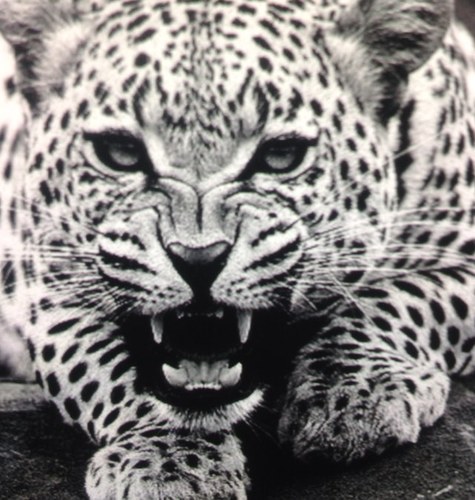 alttoufaan's profile picture. ما أكتبه هو من بنيات أفكاري تعليقاتي سياسيه آرائي تمثلني وحدي . مغترب منذ ٢٥ عام ولم أزر وطني إلى ألآن#اعضاء_جمعية_هاشتاغ_بلا_حدود # ليس لبنان اولا بل لبنان فقط