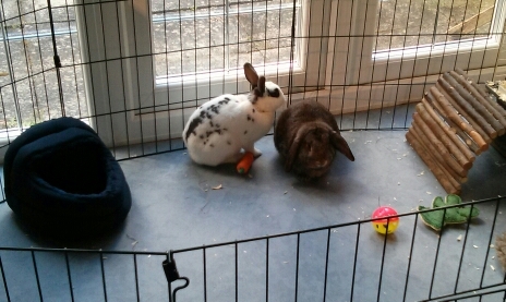 Zola and Frankie OTRB together. We are Stamford (brown) and Bluebell (white).