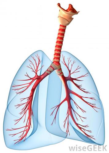 Introduce respiratory gases to the interior and performs gas exchange