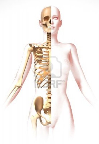 Protect other organs of the human body | 2 million years old | Consist of 208 bones | provide structural support or the whole body | Protect|Movement|
