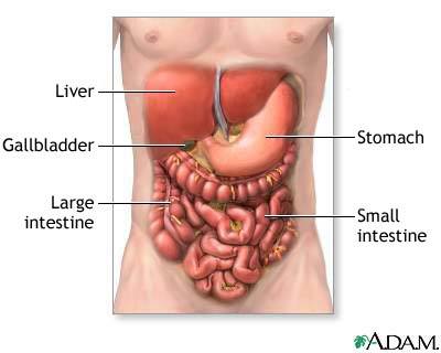 Made up of the digestion tract | Break down food | Absorb Nutrients |