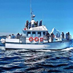 Twillingate's First Boat Tour. Follow the Iceberg Man.
