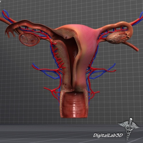 Composed of organs within an organism which work together with purpose of reproduction |