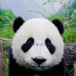 pandufm's profile picture. 