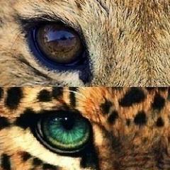 podpishisya's profile picture. 